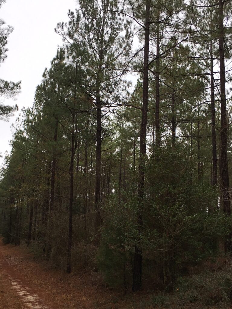 Trees at Counties Creek Divides