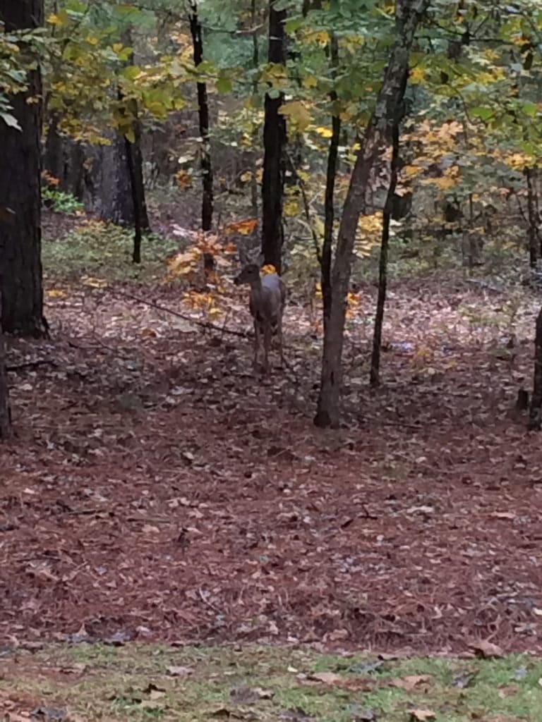 A deer on the Peach Farm Property