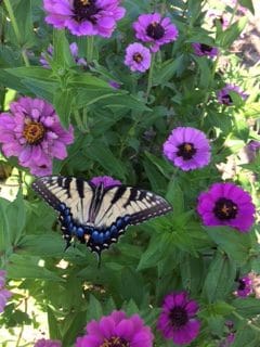 A butterfly enjoying flowers on the Peach Farm Property