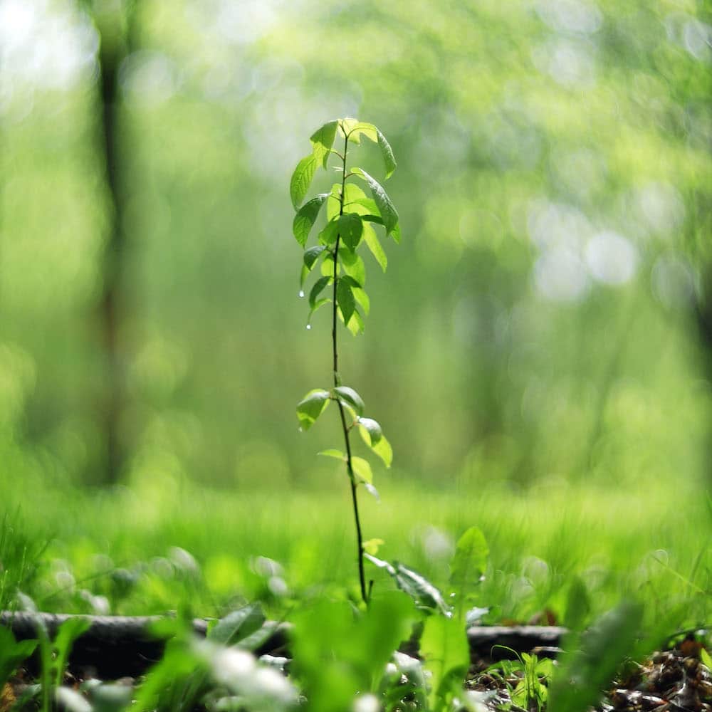 New growth in a forest.