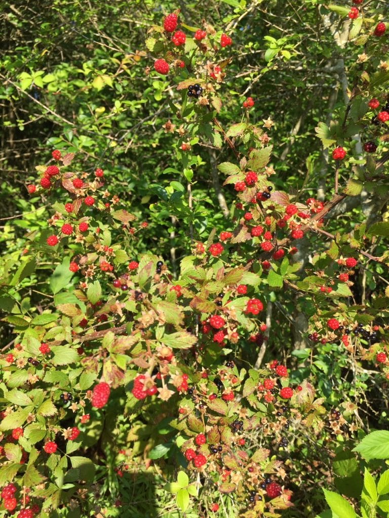 Honeysuckle Vine