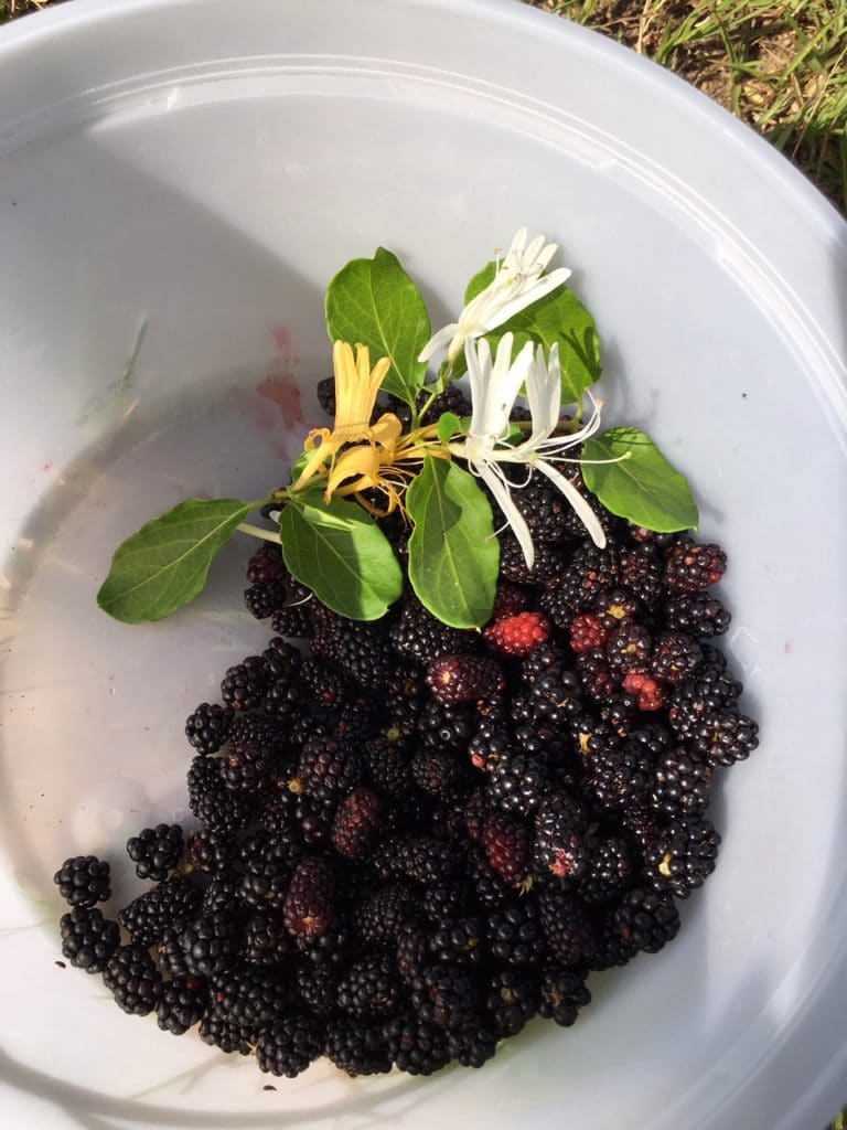 Fresh Blackberries from the Match Tract